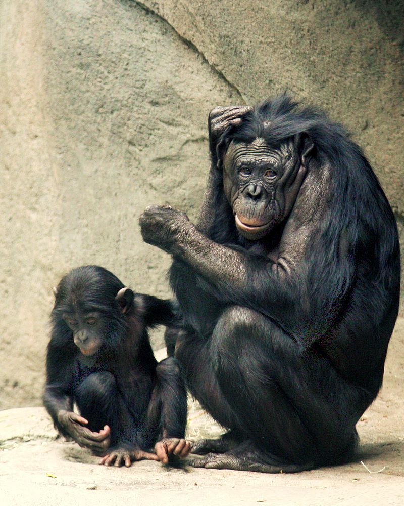 bonobos